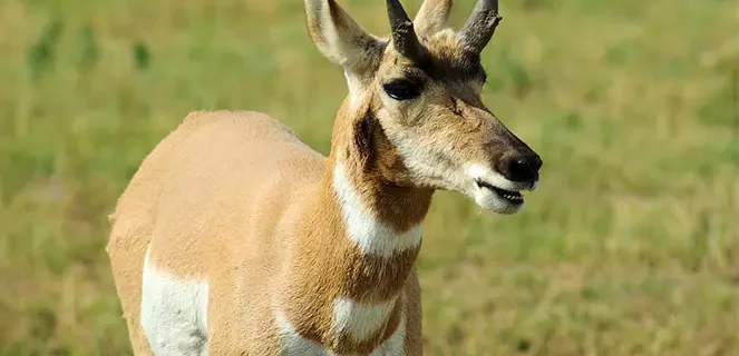 Panoramic Black Hills wilderness with hiking trail, native wildlife, and cozy vacation cabins